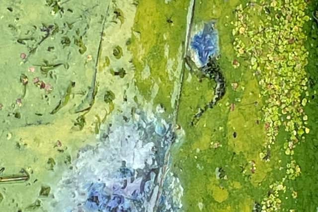 Council is urging the public to remain cautious when visiting beaches and rivers in the Causeway Coast and Glens area over the autumn and winter months, due to the potential presence of blue-green algae. Credit DAERA