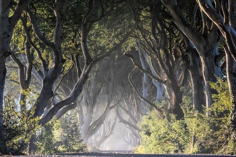 There's no denying the effect HBO's global hit Game of Thrones has had on Northern Ireland, with tours of its many filming locations still running six years after the last episode of the show aired. Perhaps the best example, only 15 minutes from my door is the Dark Hedges. The ancient avenue of beech trees appeared as the King's Road for just a few seconds in the first season, but it was enough to transform the once-quiet spot into a global tourist attraction. Unfortunately a total of 13 trees, which were nearing the 250th anniversary of their planting, have been lost since November 2023 due to storms. The site's popularity has also led to current custodians, the Causeway Coast and Glens Heritage Trust, pledging to take a "considered approach" to protect its natural beauty.