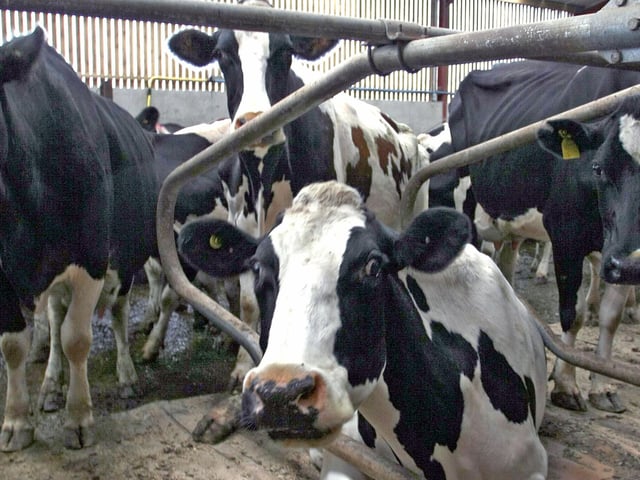 Ballyclare was classed as a market town up until 2003 when the cattle market in the Park Street area closed. The venue was a hive of activity on market day as traders from across the province and further afield came to buy and sell their animals. The town's Asda supermarket is now standing on the site vacated by the market.