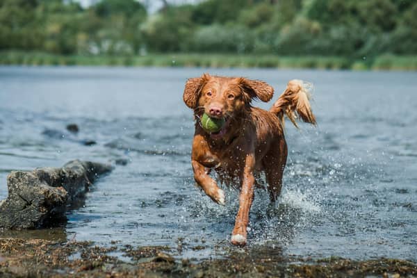 Antrim and Newtownabbey Borough Council is urging the publc to keep their pets on a lead to stop them entering the water at Rea's Wood following recent sample testing. Picture: unsplash