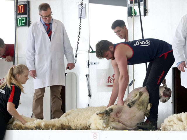 Competitors in the sheep shearing at the show.