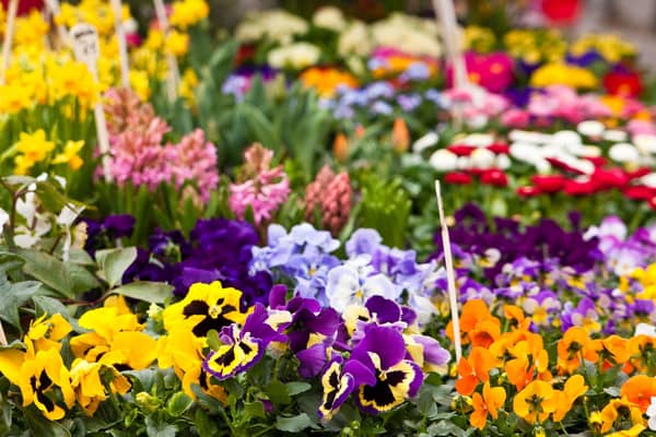 The Spring Plant Fair promises to be a gardener's delight.