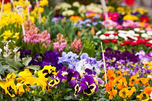 The Spring Plant Fair promises to be a gardener's delight.