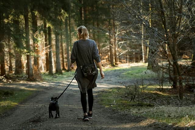 Concern has been raised by ABC councillors about dogs off lead in public areas. Picture: unsplash
