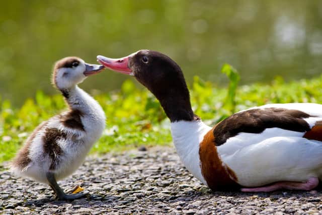 A female Common Shelduck with chick