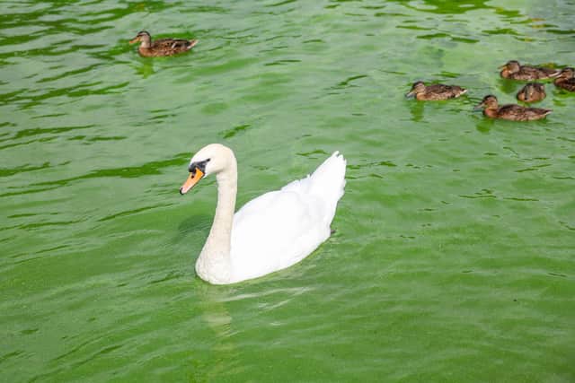 Blue-green algae is once again present on Lough Neagh. Picture: Jonathan Porter  /PressEye