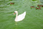 Blue-green algae is once again present on Lough Neagh. Picture: Jonathan Porter  /PressEye