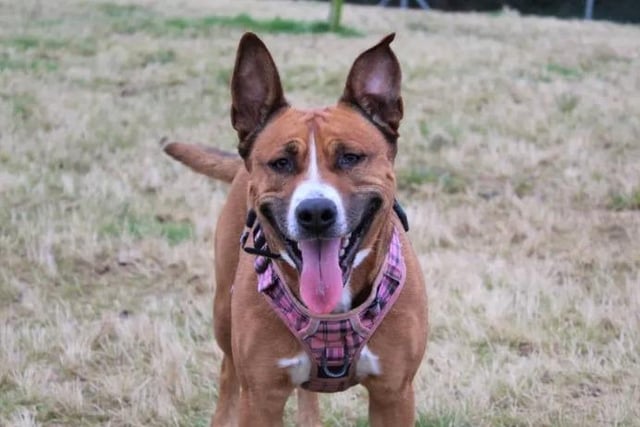 Ginny is a beautiful 3-year-old crossbreed who is super loving.  She is looking for a dog-experienced home where everyone is over the age of 16 and will love her as part of the family. Ginny has no previous experience of being around younger children so will be more comfortable if there are no visiting children to her new home. Ginny is a playful, active girl who loves nothing more than chasing a ball and having fun with her people. Therefore, a decent-sized, secure garden will be amazing for Ginny to enjoy some off-lead playtime during the day.