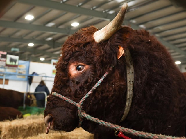 Eyeing up the competition at Balmoral Show.