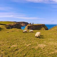 Public reminded to keep dogs on leads around livestock following attack on sheep near Giant's Causeway