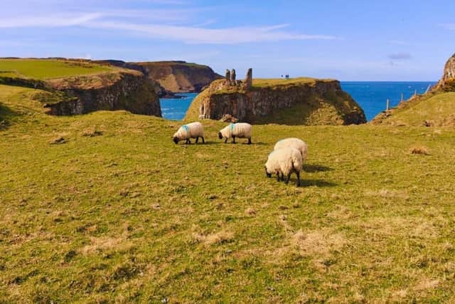 The National Trust has issued a reminder to dog owners to keep their dogs on leads near livestock, following an attack on sheep near the Giant’s Causeway.