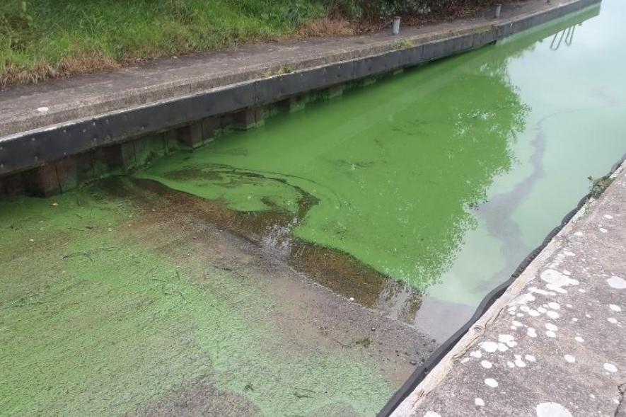 Council Urges Vigilance as Blue-green Algae Suspected in Water at D...