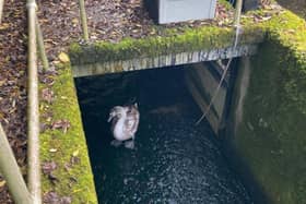 Animal Welfare Charity, the USPCA has rescued an infantile swan, also known as a cygnet from a water containment tank in Dunmurry Water Treatment Plant.