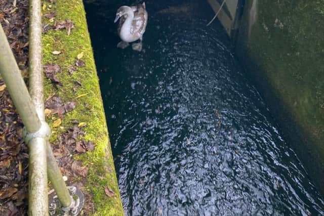 Animal Welfare Charity, the USPCA has rescued an infantile swan, also known as a cygnet from a water containment tank in Dunmurry Water Treatment Plant.