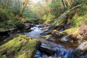 Tucked away just outside Derry / Londonderry, Ness Wood is quietly home to the highest waterfall in Northern Ireland, yet it somehow remains one of the country’s best-kept secrets. The woodland trails here are lush, winding through ancient trees, mossy gorges, and peaceful glades where you’re more likely to meet a red squirrel than another walker. Halfway along the route lies a small, arched stone bridge that feels like something out of Lord of the Rings, a little slice of Rivendell hidden in the Sperrins. It’s a place that invites you to slow down, look up, and wonder how on earth it’s stayed off the radar for so long.