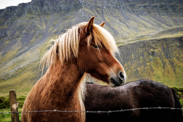 Having helped more than 500 animals last year, Crosskennan Lane Animal Sanctuary is well-versed in providing homes to animals in need.
With over 150 different species at any one time, many of the animals will live out their last days in the sanctuary, but others can be directly adopted, so visit their Antrim premises to see the range of animals you could take home.
For more information, go to crosskennanlane.co.uk