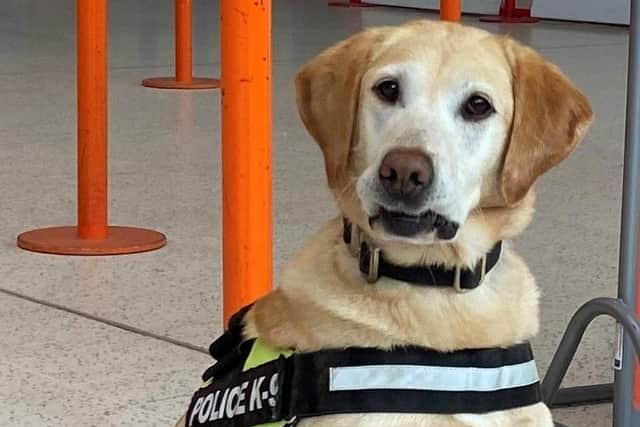 Police dog 'Jess' assisted with the search operation at the airport. Photo submitted by PSNI