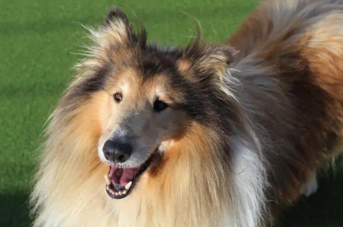 Six-year-old Cobie is a friendly, quiet and gentle boy with little known history. He is a beautiful Rough Collie with such a great personality that has all the staff and his foster carers charmed by him! As the centre has no information on Cobie's past, he is looking for an adult only home or a home with sensible secondary school aged children. Staff believe Cobie would be best suited to being the only pet in the home.