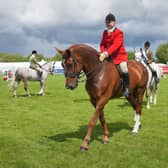 Animals and agriculture will remain at the heart of the Show and visitors can expect to see over 3,900 head of livestock across the highly competitive classes. Photo: Aaron McCracken Photography