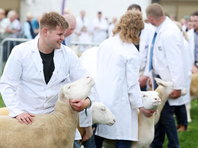 Stiff competition in one of the sheep classes.
