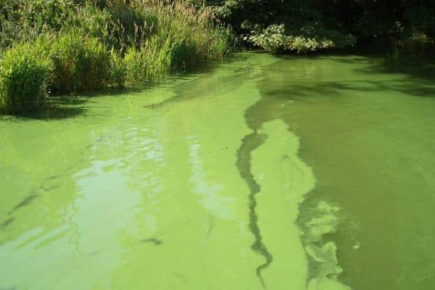Council has been made aware that blue-green algae has been confirmed at Magilligan Point, beach users should not enter the water as a precautionary measure. Credit DAERA