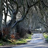 The scene at the Dark Hedges in Co Antrim which was battered by Storm Éowyn seeing another four trees ripped out of the ground. Picture: PressEye