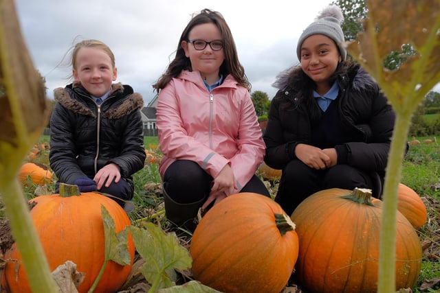 Local children from St Oliver Plunkett's Primary School in Ballyhegan help with the pumpkin harvest in  Loughgall, Co. Armagh.  CREDIT: LiamMcArdle.com