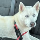 Beautiful blue-eyed white husky type dog is in police custody in Lurgan, Co Armagh after being found near Seagoe Hotel in Portadown.