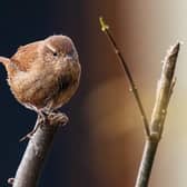Mid and East Antrim residents encouraged to take part in world's largest garden wildlife survey, the Big Garden Birdwatch.  Photo: Willfried Wende from Pixabay