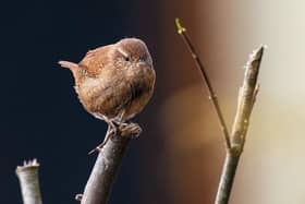 Mid and East Antrim residents encouraged to take part in world's largest garden wildlife survey, the Big Garden Birdwatch.  Photo: Willfried Wende from Pixabay