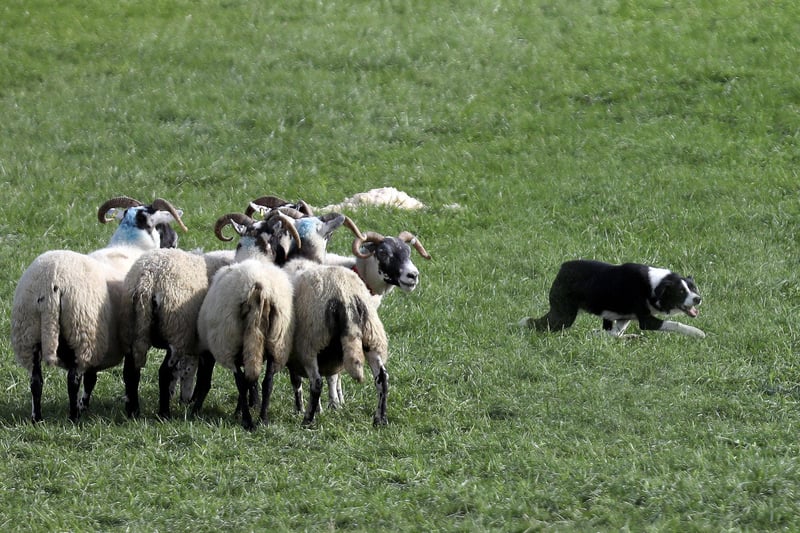 'Queen' in action at the Sheep Dog Trials.