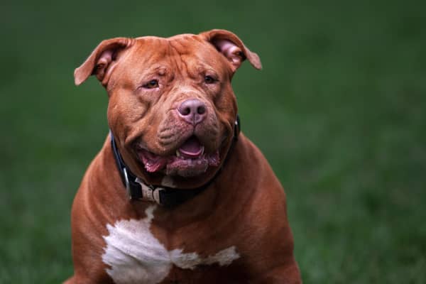 An XL Bully. Picture: Christopher Furlong/Getty Images