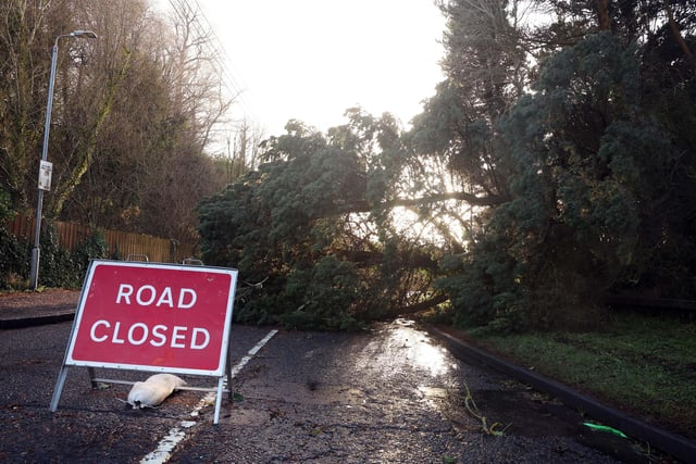 Trees block Dunmurry Lane in Dunmurry in the aftermath of Storm Isha.