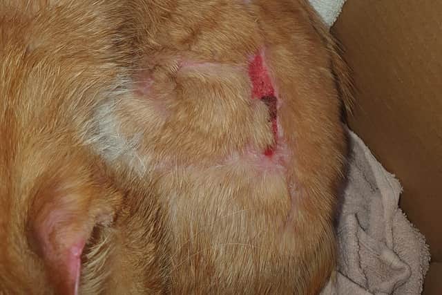 Garfield the cat suffered extensive injuries during his ordeal after which he had to be put to sleep.