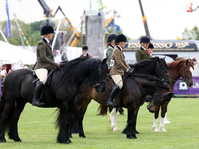 Lining up in the show ring.