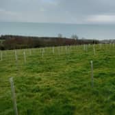 Tree planting is underway at Carnfunnock.