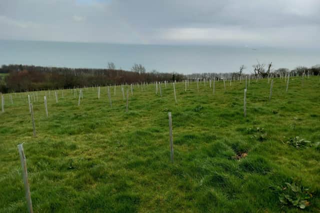 Tree planting is underway at Carnfunnock.