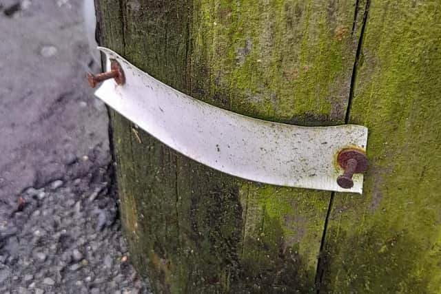 Lisburn man Frank Graham issues warning to local people to be wary around telegraph poles after his dog lost an eye after coming in contact with a nail left sticking out of the pole. Pic contributed by Frank Graham