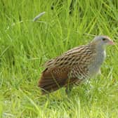 A Corncrake Crex crex, adult wing stretching in grassland, Isle of Tiree, Scotland. CREDIT JOHN BOWLER