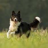 The 2023 World Sheepdog Trials are to be held in Dromore from September 13-16.
