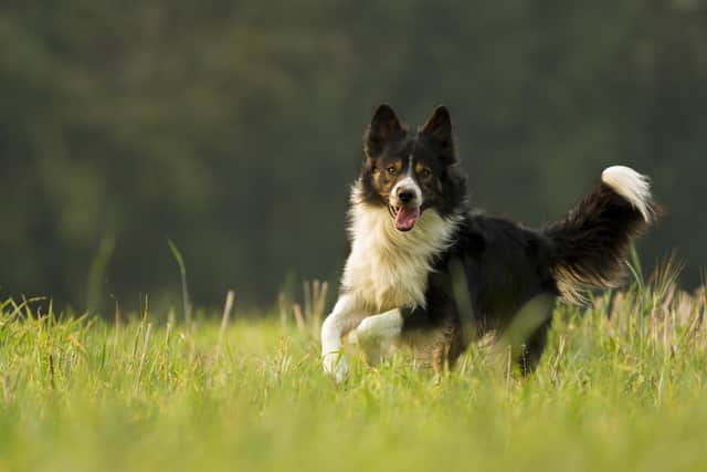 The 2023 World Sheepdog Trials are to be held in Dromore from September 13-16.
