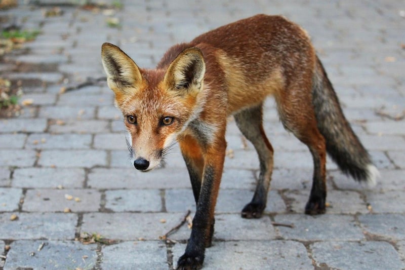SLEEKIT - adjective meaning sly or cunning. "That's boy there's as sleekit as a fox'