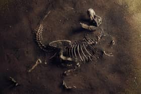 The Playhouse in Portrush will play host to an exciting dinosaur event as part of the NI Science Festival. Credit Playhouse Portrush