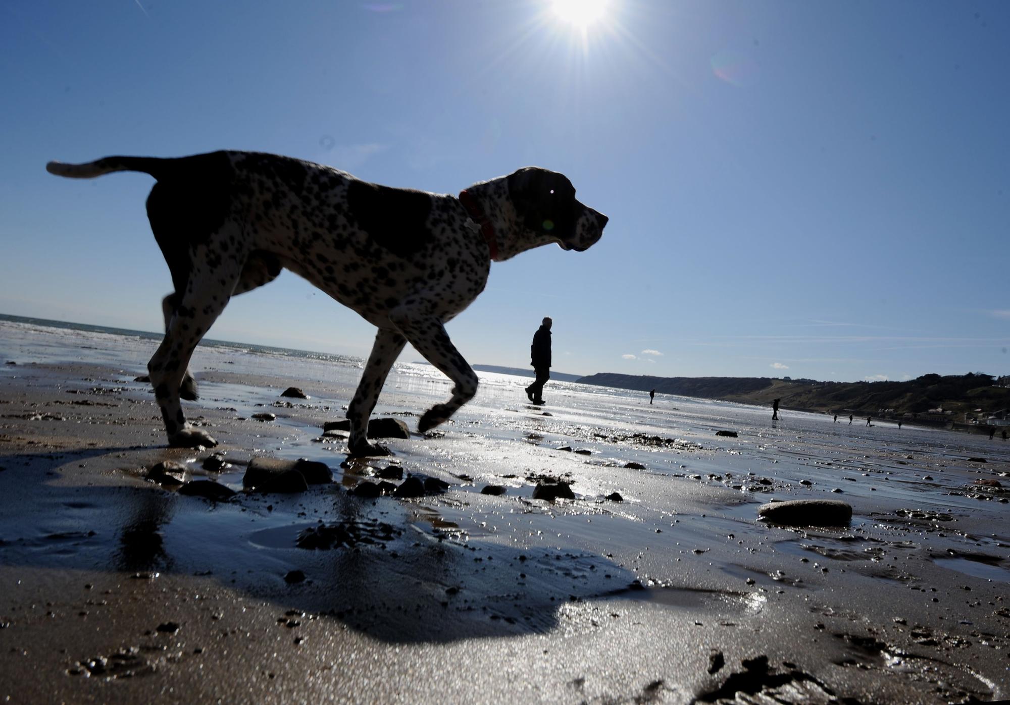 7 places you could be fined if you take your dogs | NorthernIrelandWorld - Vimarsana News
