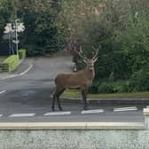 The wild deer which was spotted in Magherafelt. Credit: Jim Beattie/Facebook