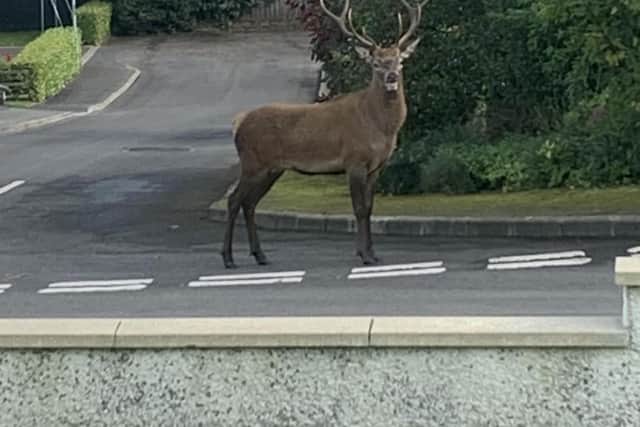 The wild deer which was spotted in Magherafelt. Credit: Jim Beattie/Facebook