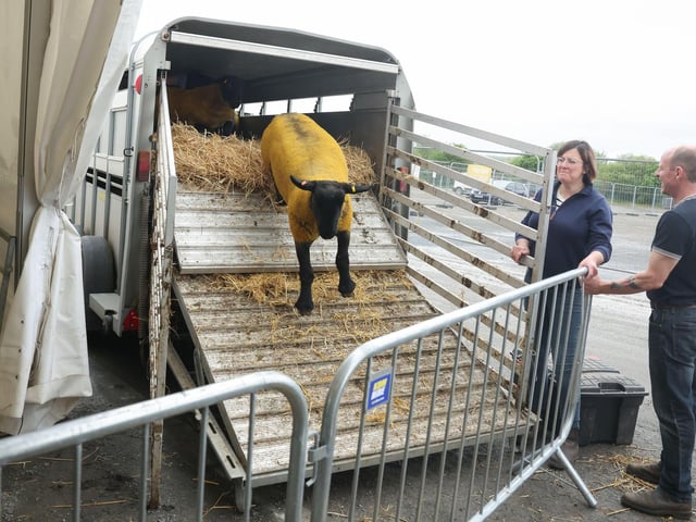 Making a dash for the pens at Balmoral Show.