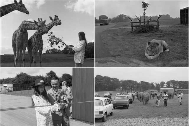 What are your memories of the lion park? Why not give yourself a reminder by looking through our collection of photos.