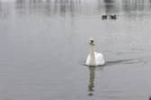Black Lough, Dungannon (archive image). Photo: National World