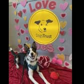 Border Collie Desmond, who is being cared for by the team at Dogs Trust Ballymena, is celebrating his first birthday on February 14.  Photo: Dogs Trust